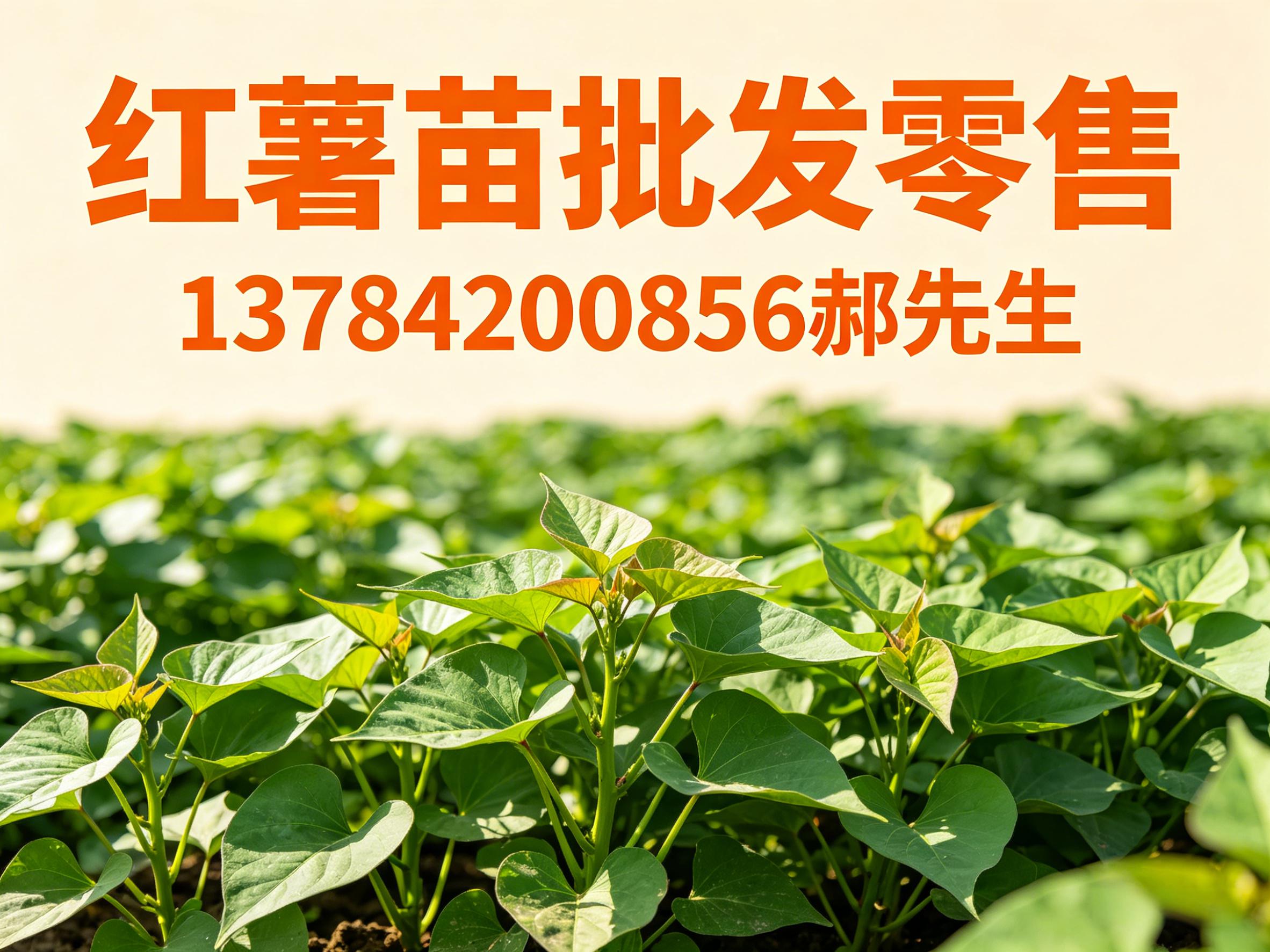 红薯苗批发