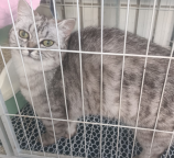 银渐层母猫 低价200元 可自提