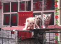 闲置小奶猫领养出售