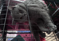 涉县县城公蓝猫出售