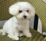 县城宠物出售｜八个月比熊幼犬