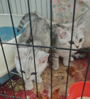 涉县宠物出售｜县城家养两只三月龄虎斑猫寻新家
