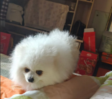 涉县寻狗｜寻宠物狗豆丁 有偿感谢