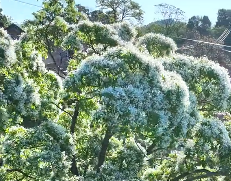 涉县绝美春日秘境！秦家脑800年流苏古树盛放，一年仅赏10天！